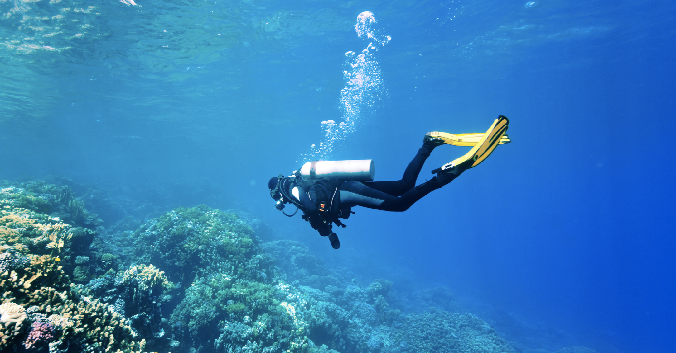 Scuba Diving - Jaguar Reef