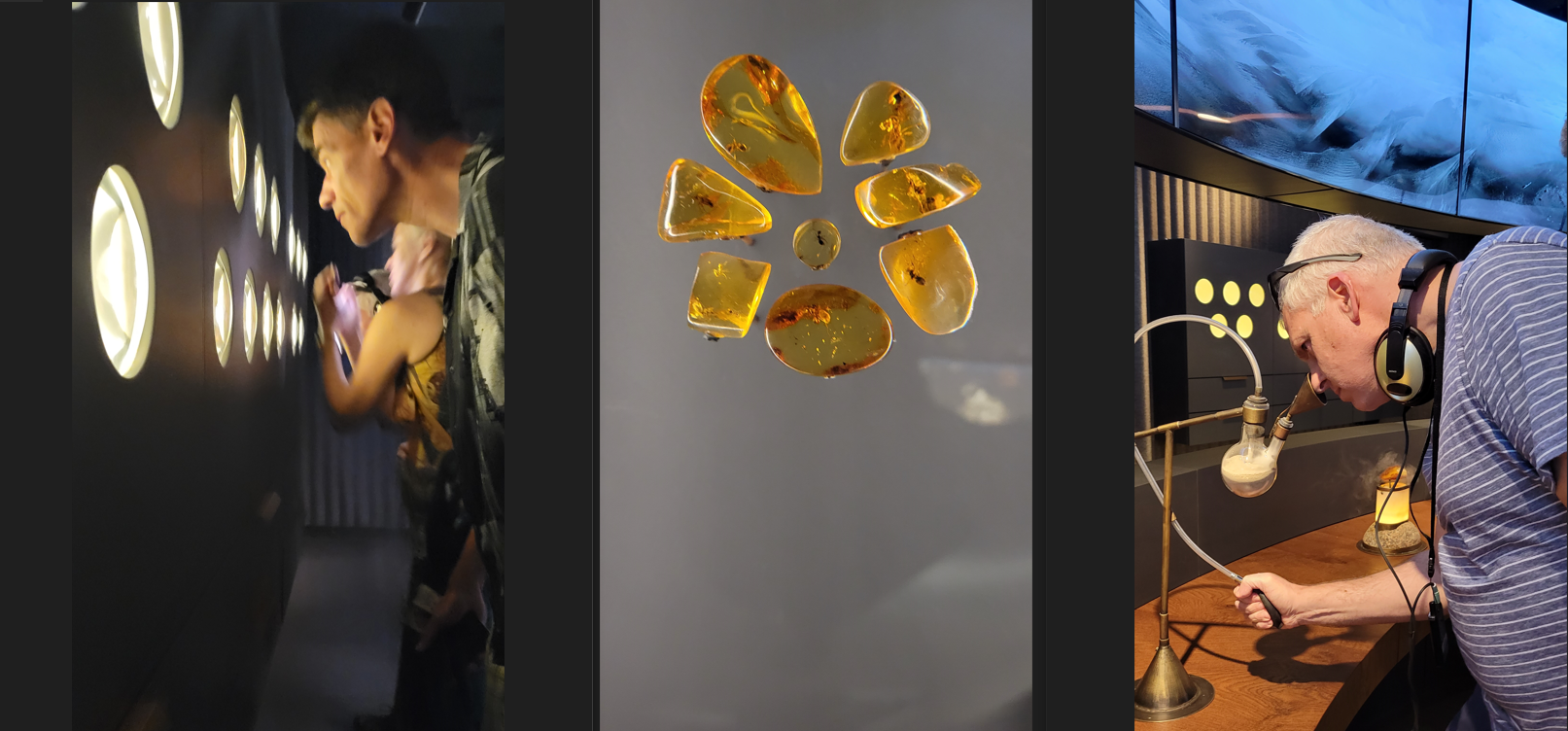 Amber Museum