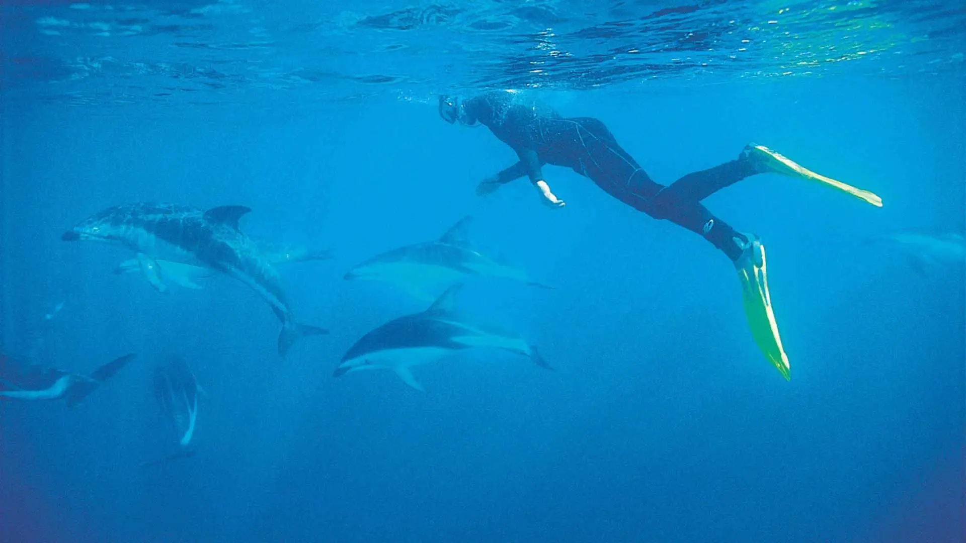 Swim With Dolphins