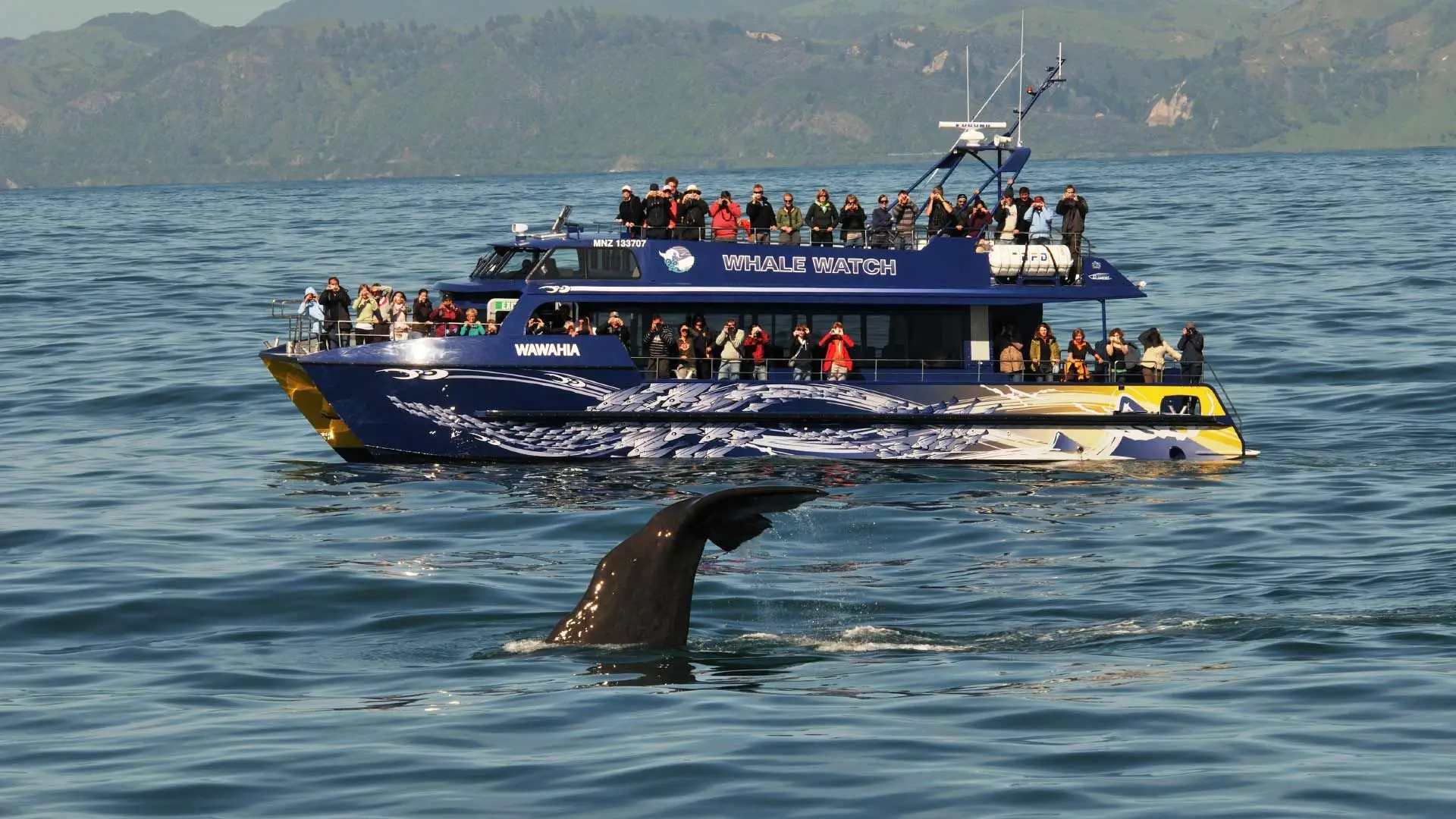 Whale Watching