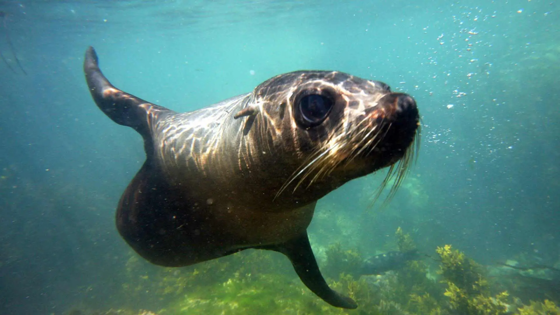 Swim With Seals