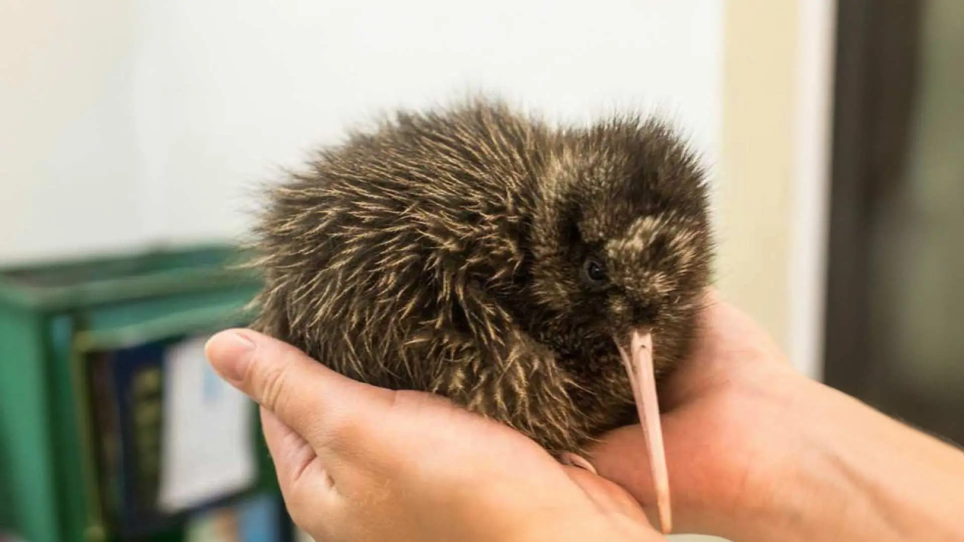 Wildlife Centre
