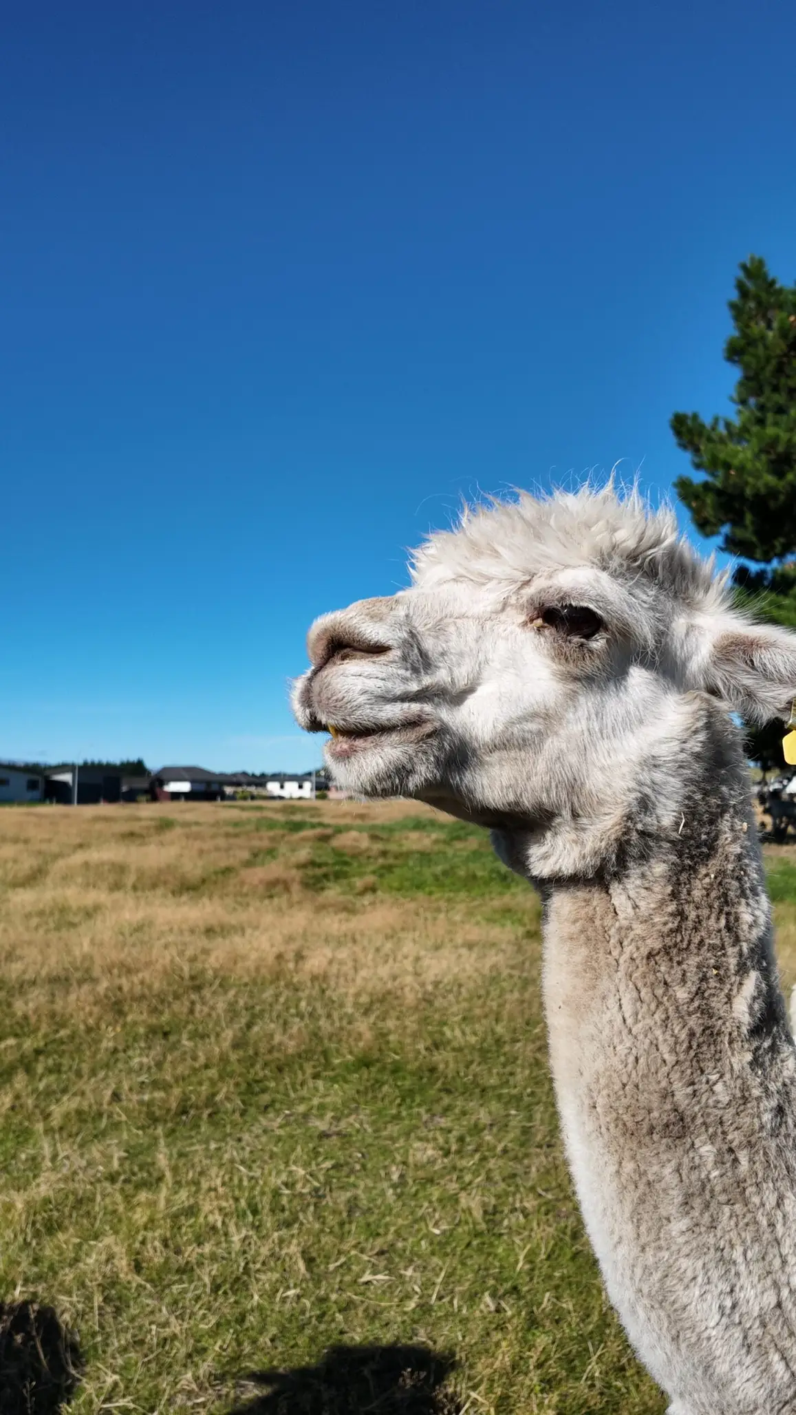 Glenorchy Animal Experience