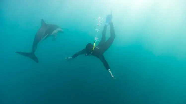 Swimming with dolphins