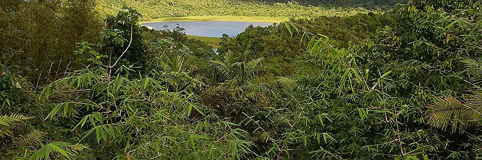 Caribbean Rainforest and Parks
