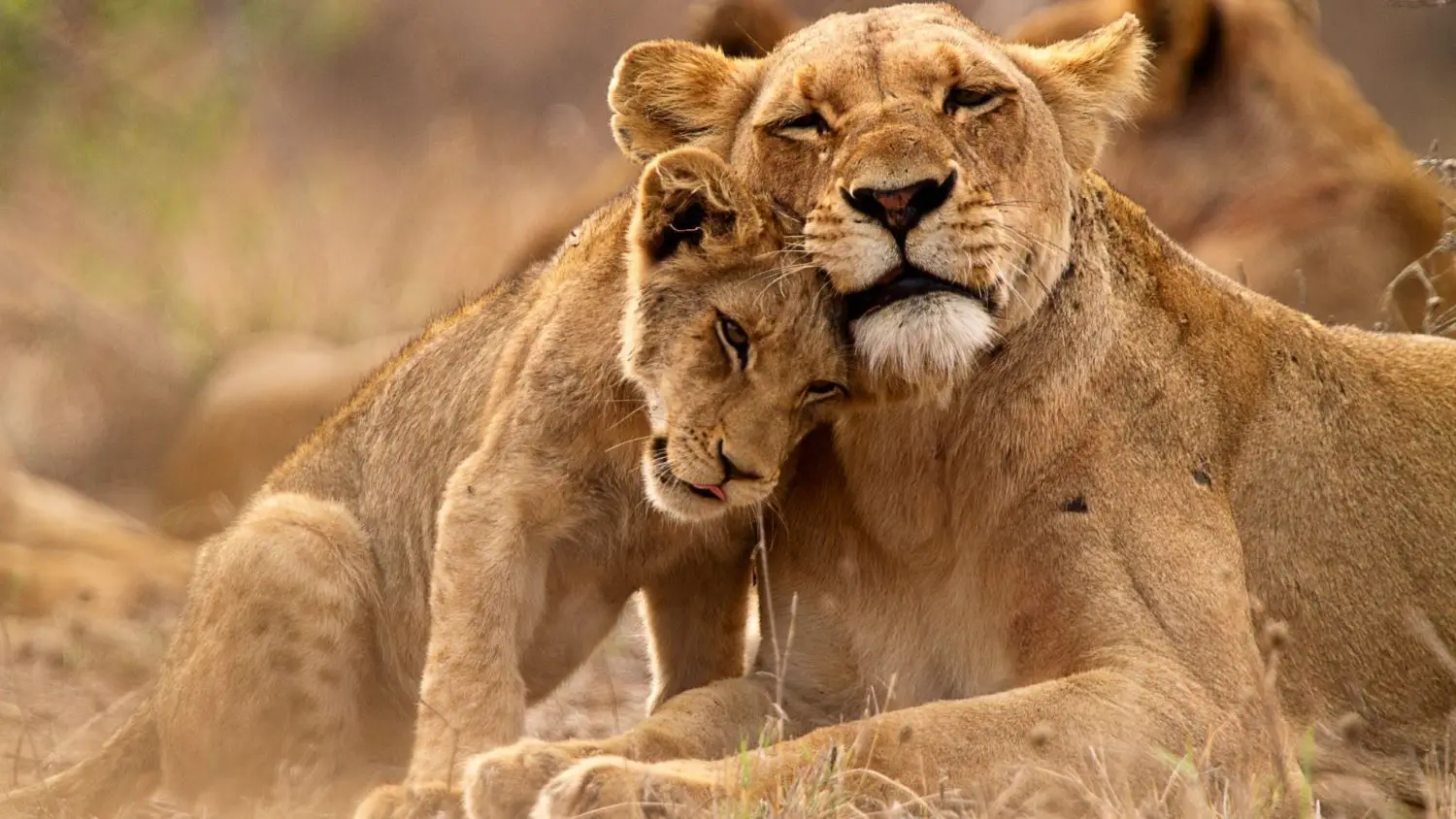 Cruises to Africa & Middle East